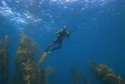 A quiet day. No life in the water, but specatular visibil... by Nate Baker 